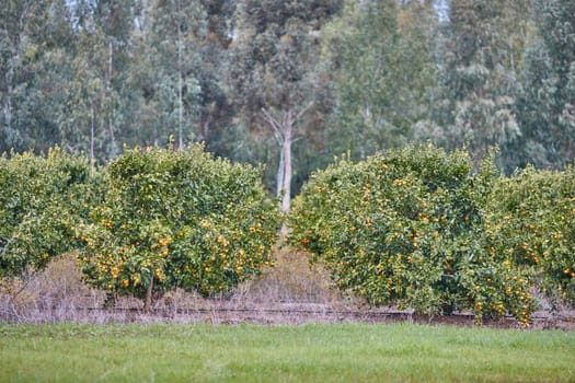 Orange and lemon plantations 
