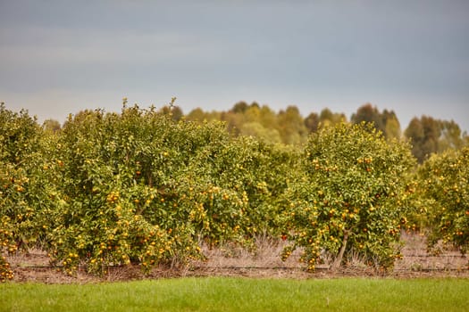 Orange and lemon plantations 