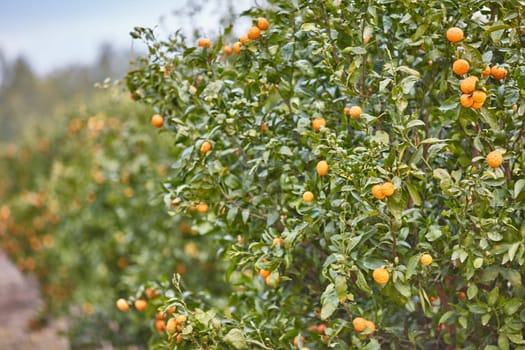 Orange and lemon plantations 