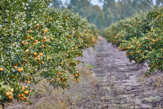 Orange and lemon plantations 