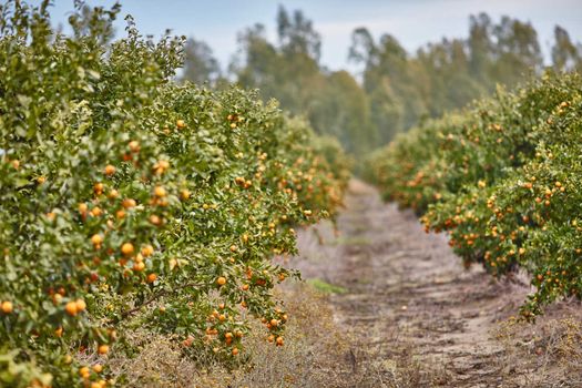 Orange and lemon plantations 