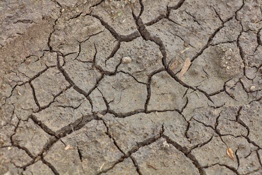 Cracked and dry mud