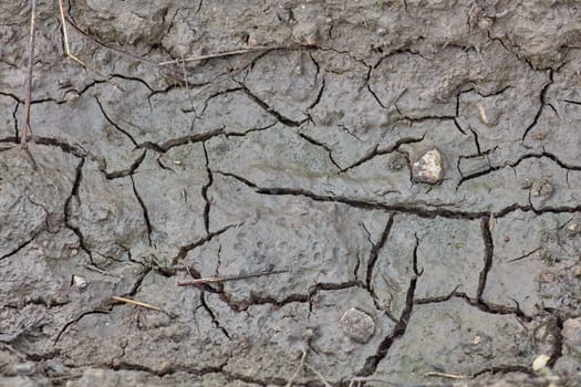 Cracked and dry mud