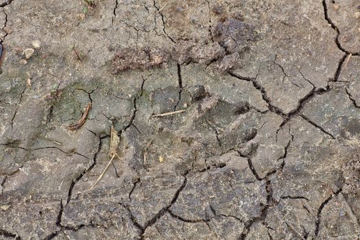 Dog marks on cracked and dry mud