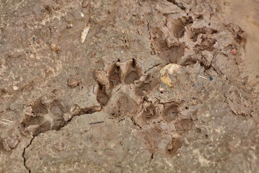 Dog marks on cracked and dry mud