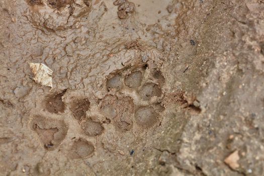 Dog marks on cracked and dry mud