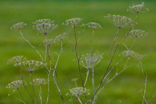 Angelica archangelica dry plant