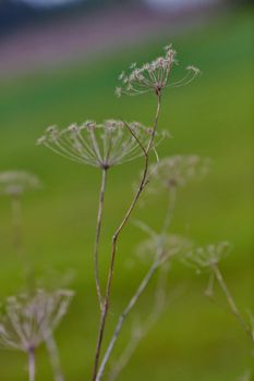 Angelica archangelica dry plant