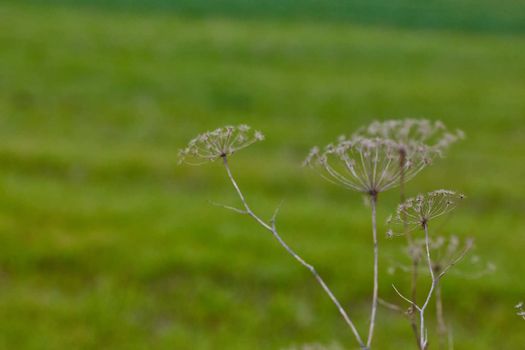 Angelica archangelica dry plant