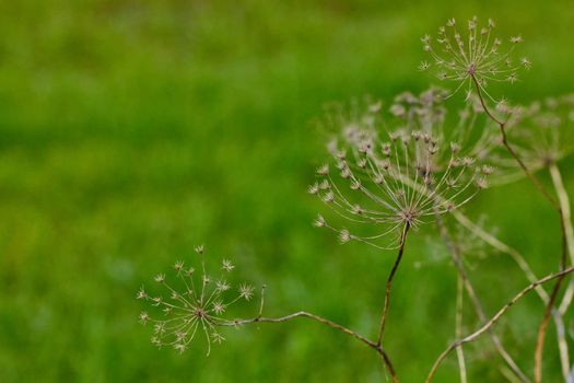 Angelica archangelica dry plant