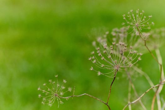 Angelica archangelica dry plant