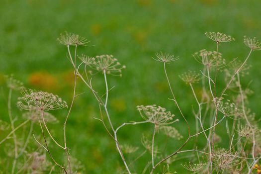 Angelica archangelica dry plant