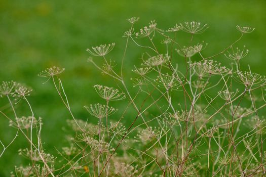 Angelica archangelica dry plant