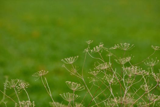 Angelica archangelica dry plant