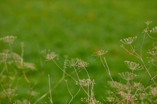 Angelica archangelica dry plant