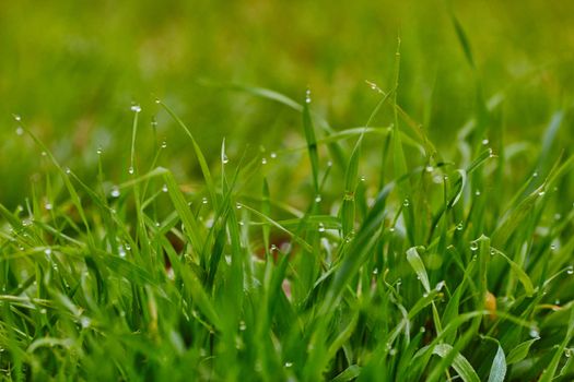 Raindrops on grass
