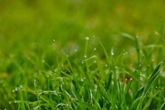 Raindrops on grass