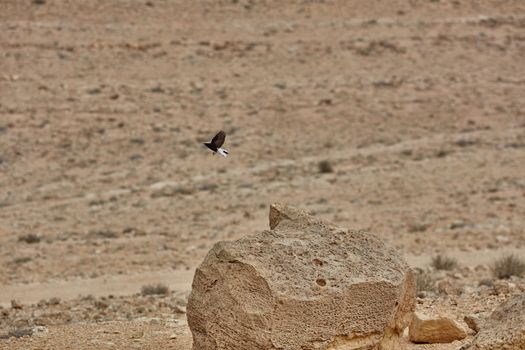A mountain view in the Negev desert, Israel