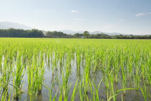 view of  young rice sprouts coming out of flooded   field