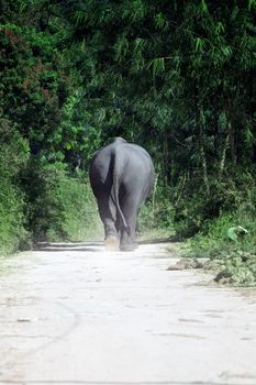 view of  big asian elephant walking towards to the jungle
