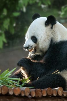 portrait of nice panda bear walking in summer environment