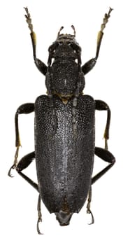 Large Black Longhorn Beetle on white Background  -  Stictoleptura scutellata (Fabricius 1781)
