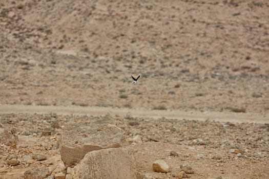 The view in the Negev desert, Israel