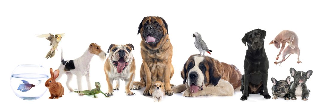 group of pet in front of white background