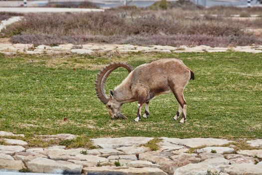 Ibex at the Mitzpe Ramon desert in the negev, Israel