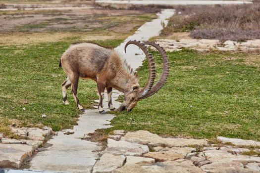 Ibex at the Mitzpe Ramon desert in the negev, Israel