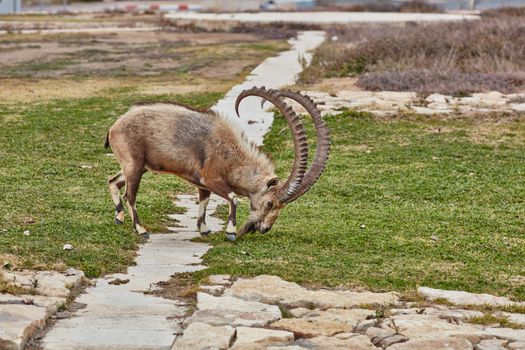Ibex at the Mitzpe Ramon desert in the negev, Israel