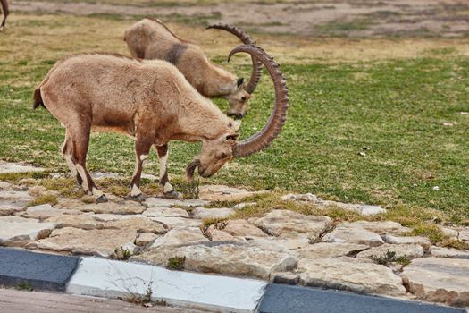 Ibex at the Mitzpe Ramon desert in the negev, Israel