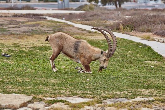 Ibex at the Mitzpe Ramon desert in the negev, Israel