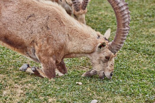 Ibex at the Mitzpe Ramon desert in the negev, Israel