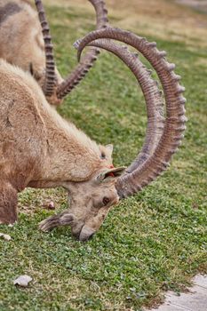 Ibex at the Mitzpe Ramon desert in the negev, Israel