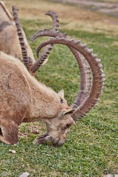 Ibex at the Mitzpe Ramon desert in the negev, Israel