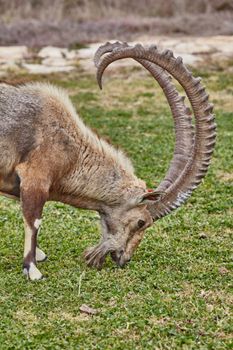 Ibex at the Mitzpe Ramon desert in the negev, Israel