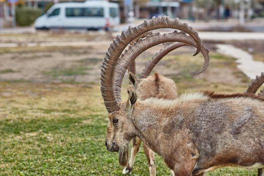 Ibex at the Mitzpe Ramon desert in the negev, Israel