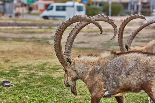 Ibex at the Mitzpe Ramon desert in the negev, Israel
