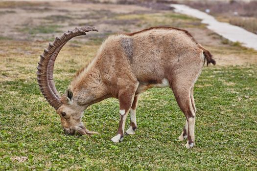 Ibex at the Mitzpe Ramon desert in the negev, Israel