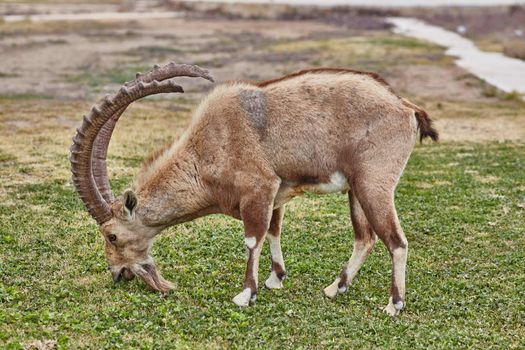 Ibex at the Mitzpe Ramon desert in the negev, Israel