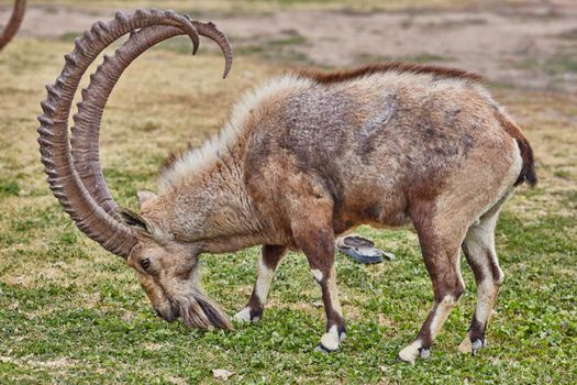 Ibex at the Mitzpe Ramon desert in the negev, Israel