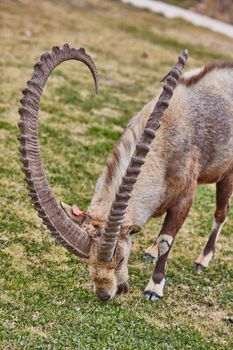 Ibex at the Mitzpe Ramon desert in the negev, Israel