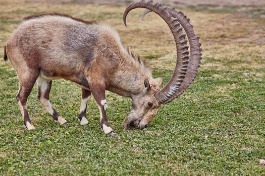 Ibex at the Mitzpe Ramon desert in the negev, Israel