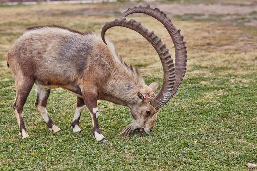 Ibex at the Mitzpe Ramon desert in the negev, Israel