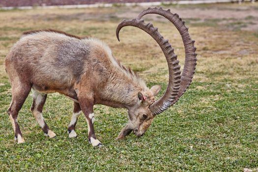 Ibex at the Mitzpe Ramon desert in the negev, Israel