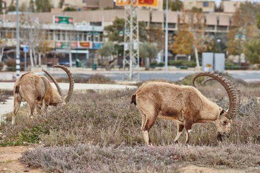 Ibex at the Mitzpe Ramon desert in the negev, Israel