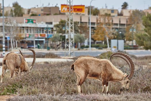 Ibex at the Mitzpe Ramon desert in the negev, Israel