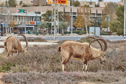 Ibex at the Mitzpe Ramon desert in the negev, Israel