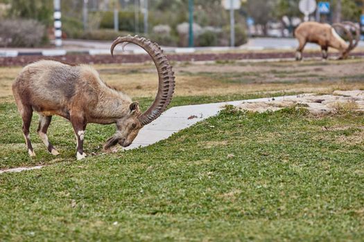 Ibex at the Mitzpe Ramon desert in the negev, Israel
